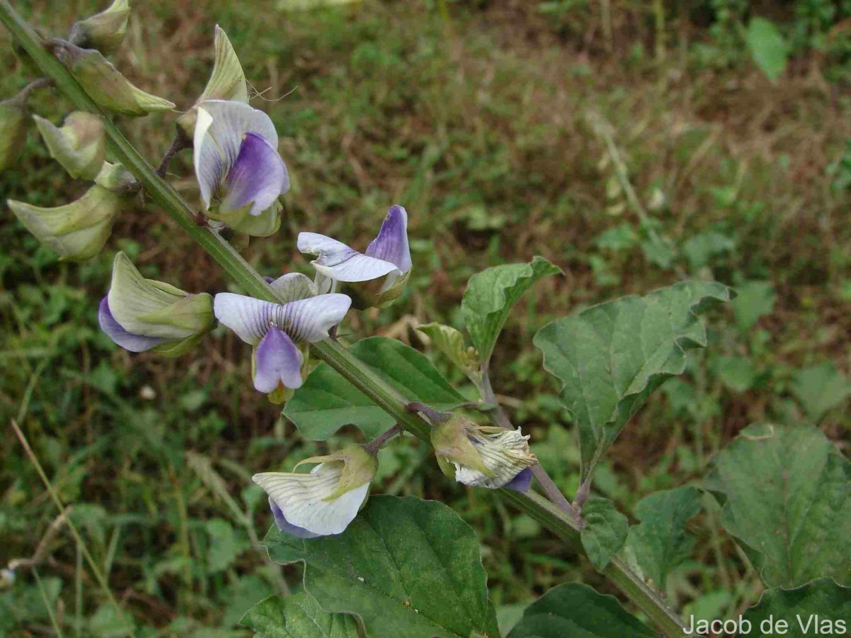 Crotalaria verrucosa L.